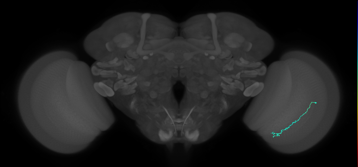 Dm3c_R (JRC_OpticLobe:143560)