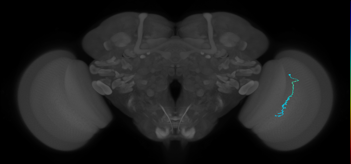Dm3c_R (JRC_OpticLobe:142249)
