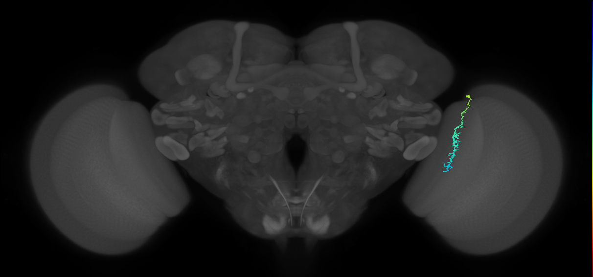 Dm3c_R (JRC_OpticLobe:164258)