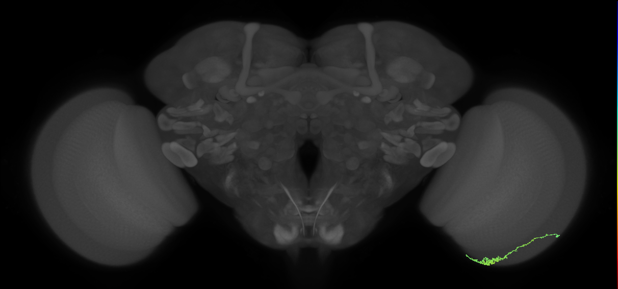 Dm3c_R (JRC_OpticLobe:110313)