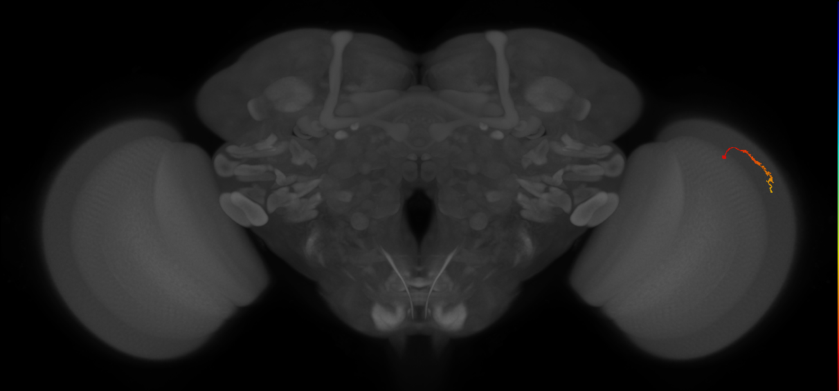 Dm3c_R (JRC_OpticLobe:146489)