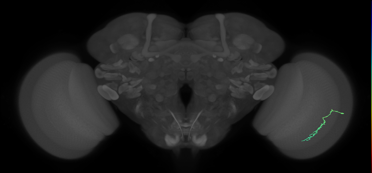 Dm3c_R (JRC_OpticLobe:137910)