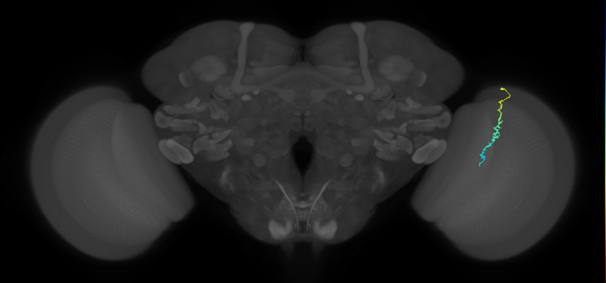 Dm3c_R (JRC_OpticLobe:149683)