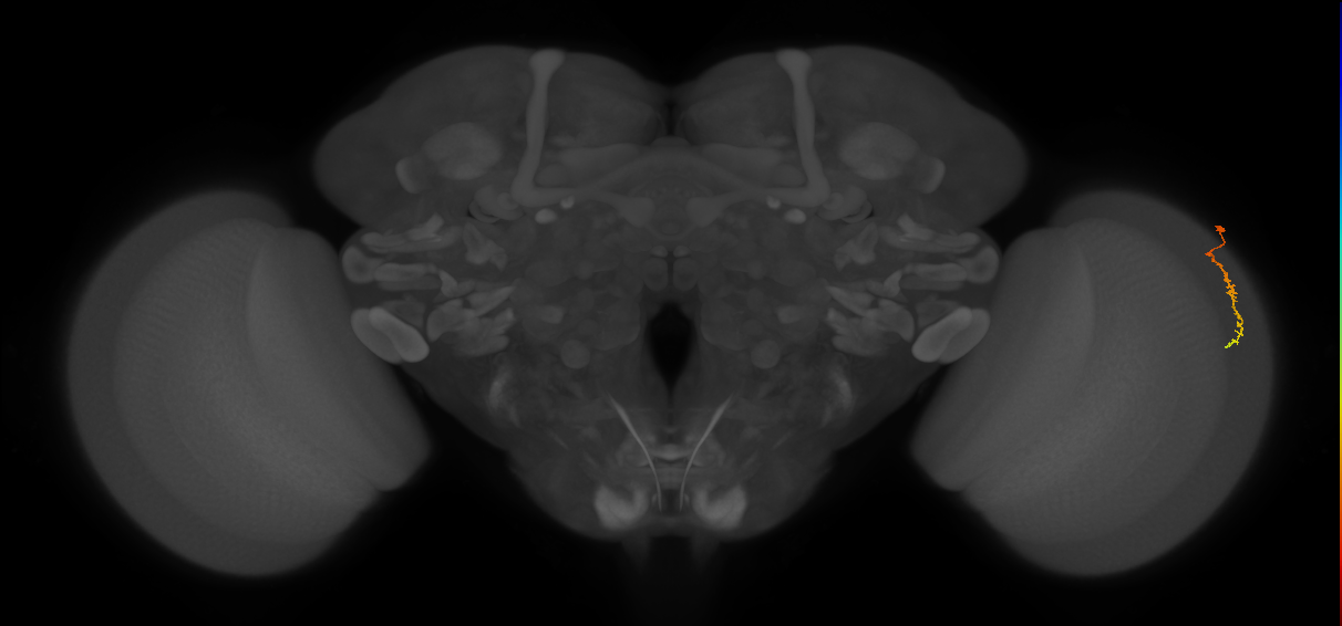 Dm3c_R (JRC_OpticLobe:143090)
