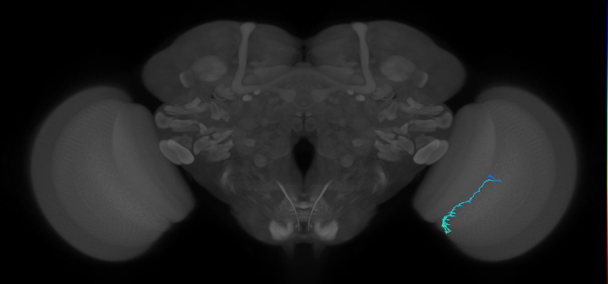 Dm3c_R (JRC_OpticLobe:154766)