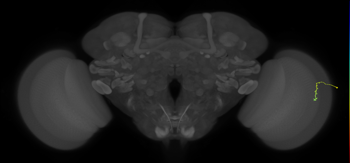 Dm3c_R (JRC_OpticLobe:210586)