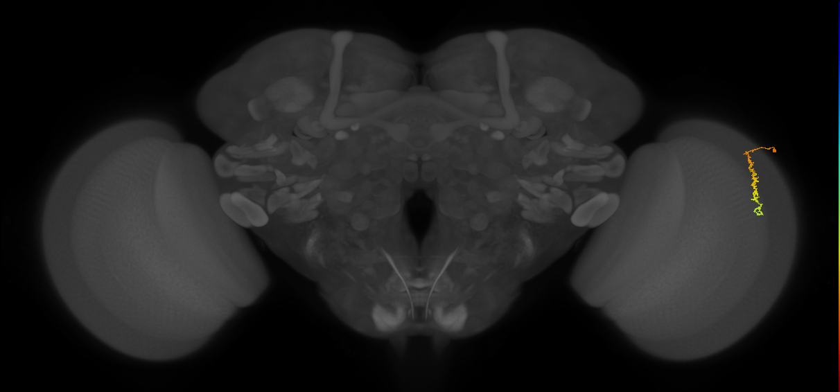 Dm3c_R (JRC_OpticLobe:132715)