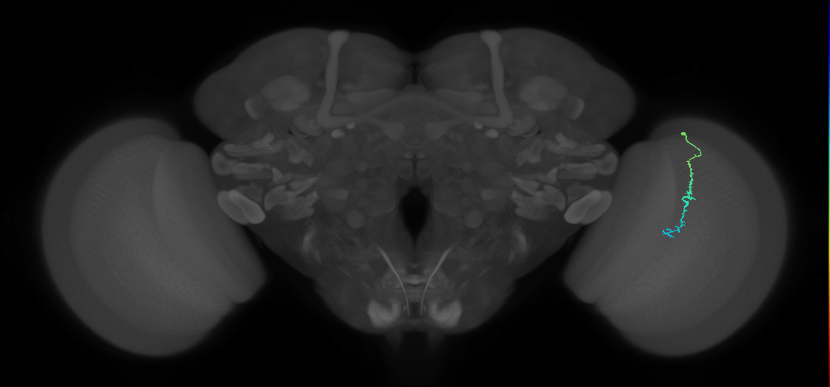 Dm3c_R (JRC_OpticLobe:155955)
