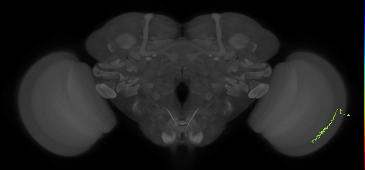 Dm3c_R (JRC_OpticLobe:97041)