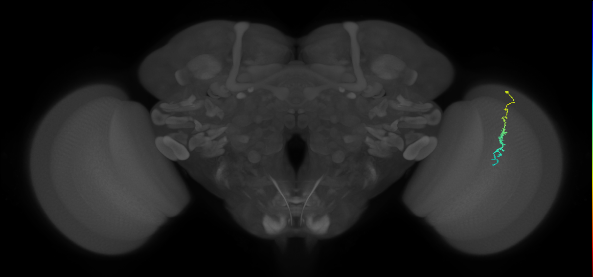 Dm3c_R (JRC_OpticLobe:141040)