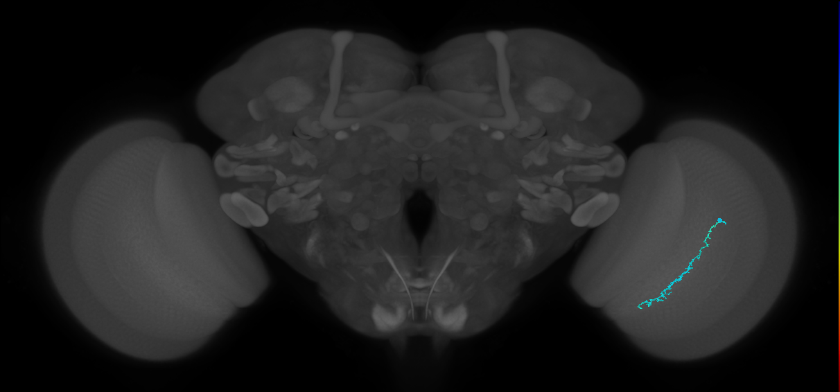 Dm3c_R (JRC_OpticLobe:143132)