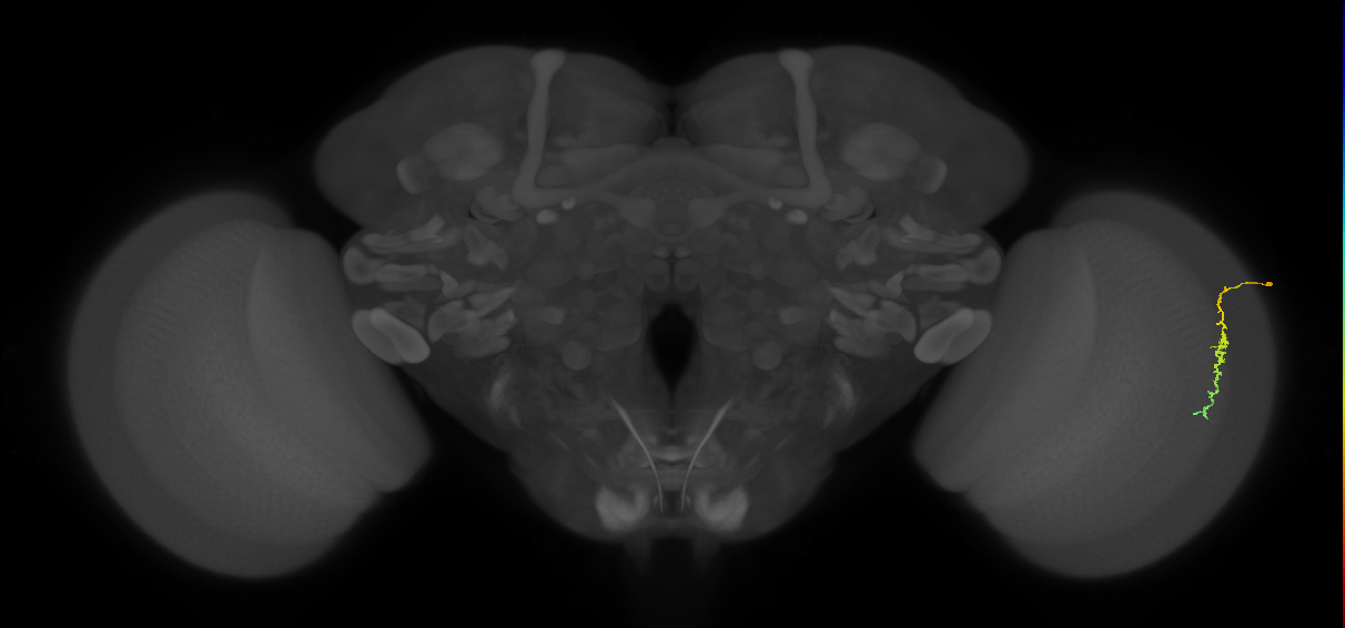 Dm3c_R (JRC_OpticLobe:137683)