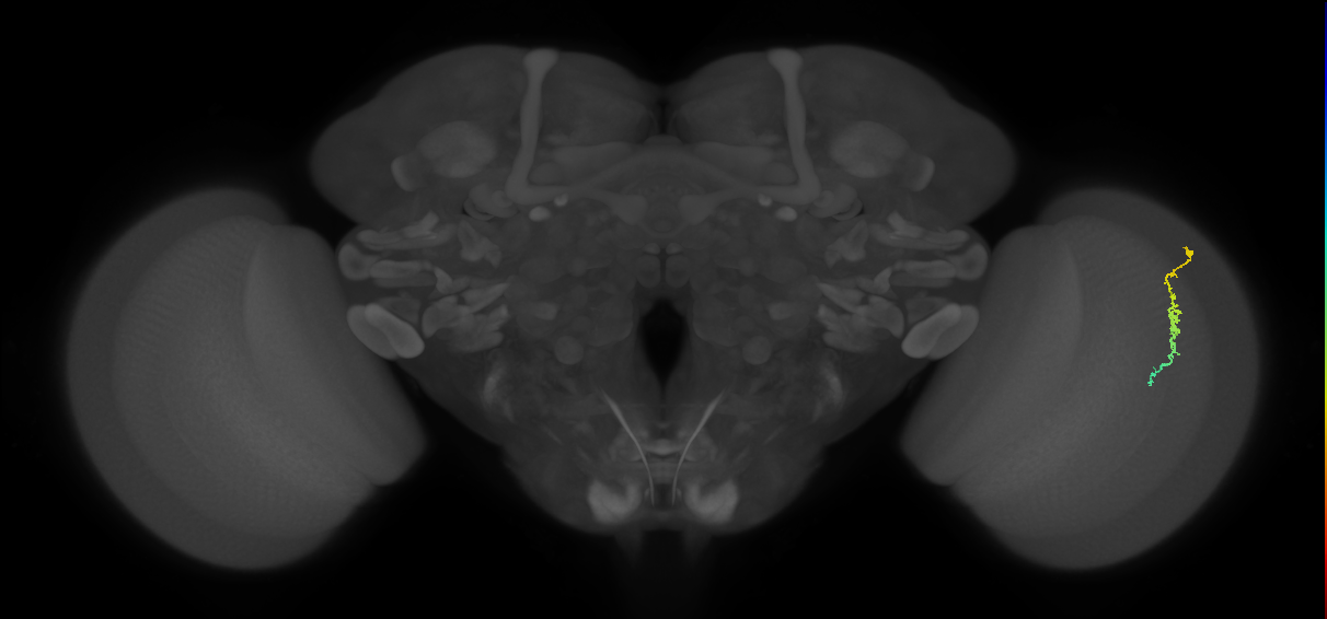 Dm3c_R (JRC_OpticLobe:131788)