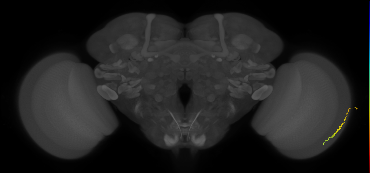Dm3c_R (JRC_OpticLobe:111752)
