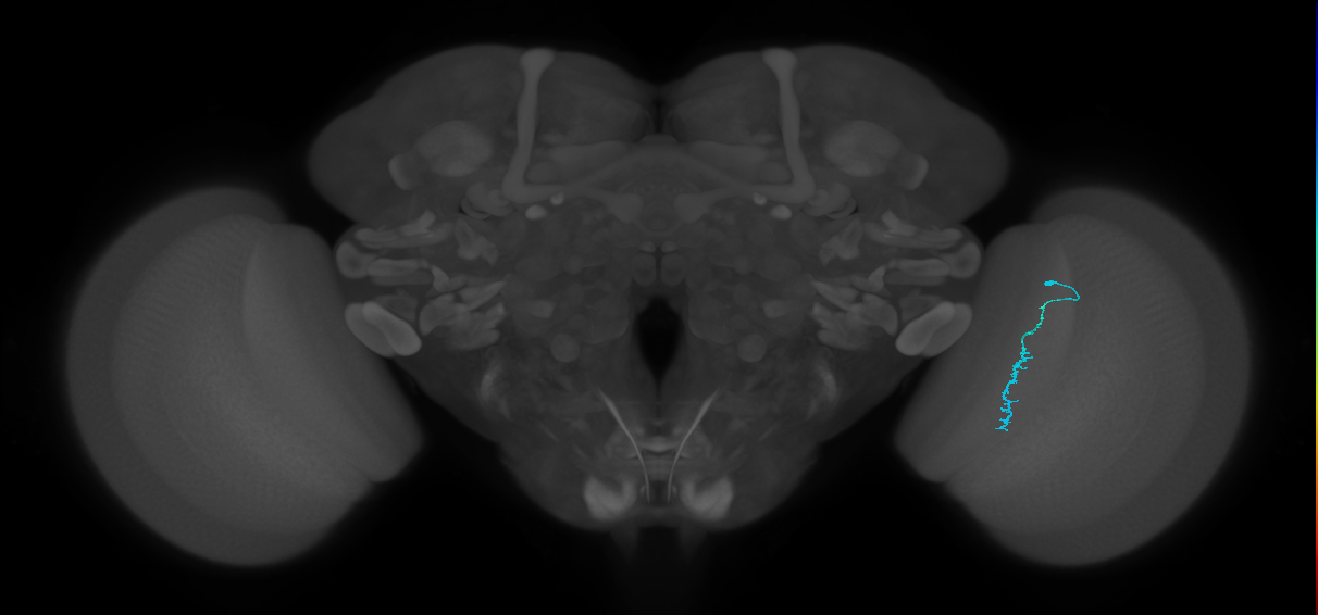 Dm3c_R (JRC_OpticLobe:168810)
