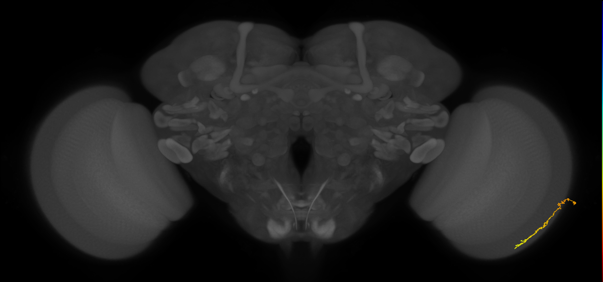 Dm3c_R (JRC_OpticLobe:171913)