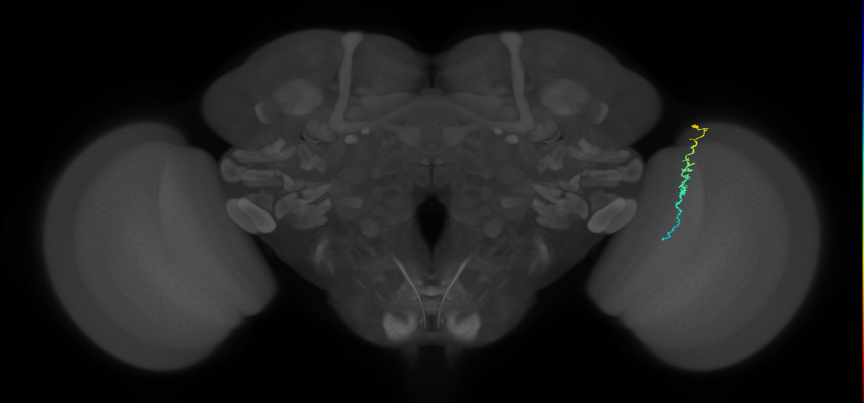 Dm3c_R (JRC_OpticLobe:155145)