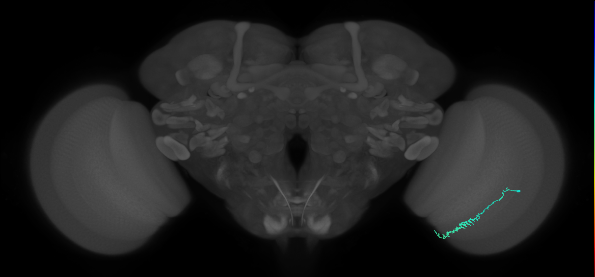 Dm3c_R (JRC_OpticLobe:125522)