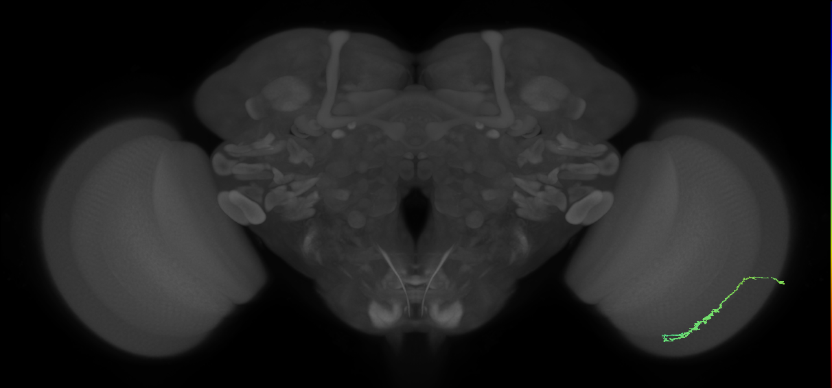 Dm3c_R (JRC_OpticLobe:114400)