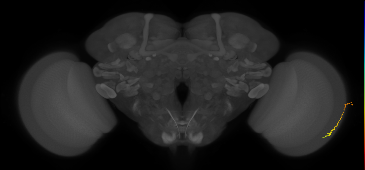 Dm3c_R (JRC_OpticLobe:39682)