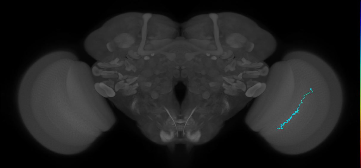 Dm3c_R (JRC_OpticLobe:148516)