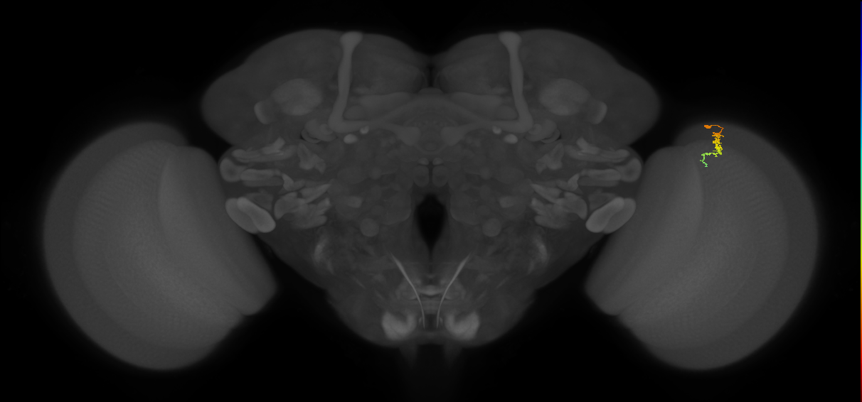 Dm3c_R (JRC_OpticLobe:159710)