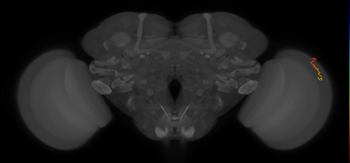 Dm3c_R (JRC_OpticLobe:148024)