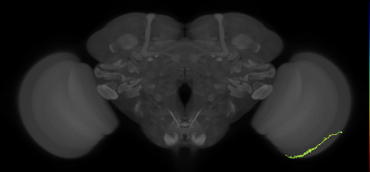 Dm3c_R (JRC_OpticLobe:89283)