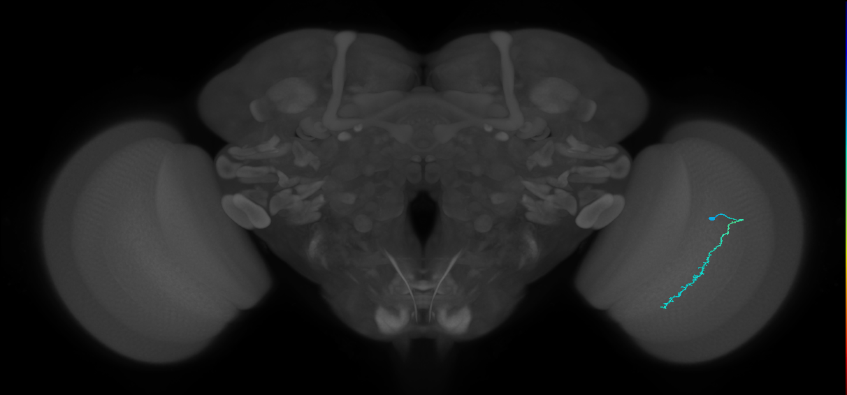 Dm3c_R (JRC_OpticLobe:136288)