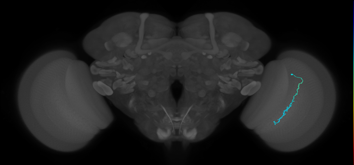 Dm3c_R (JRC_OpticLobe:191624)
