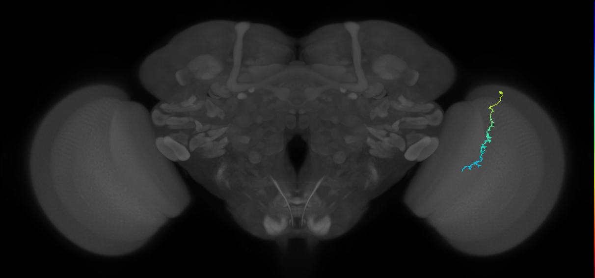 Dm3c_R (JRC_OpticLobe:155129)