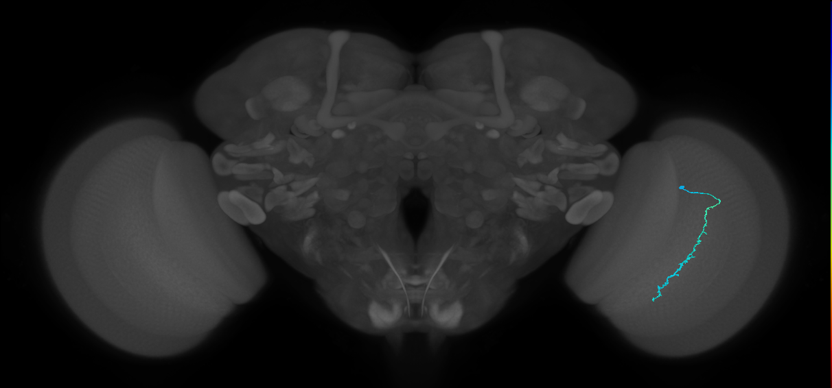 Dm3c_R (JRC_OpticLobe:149472)