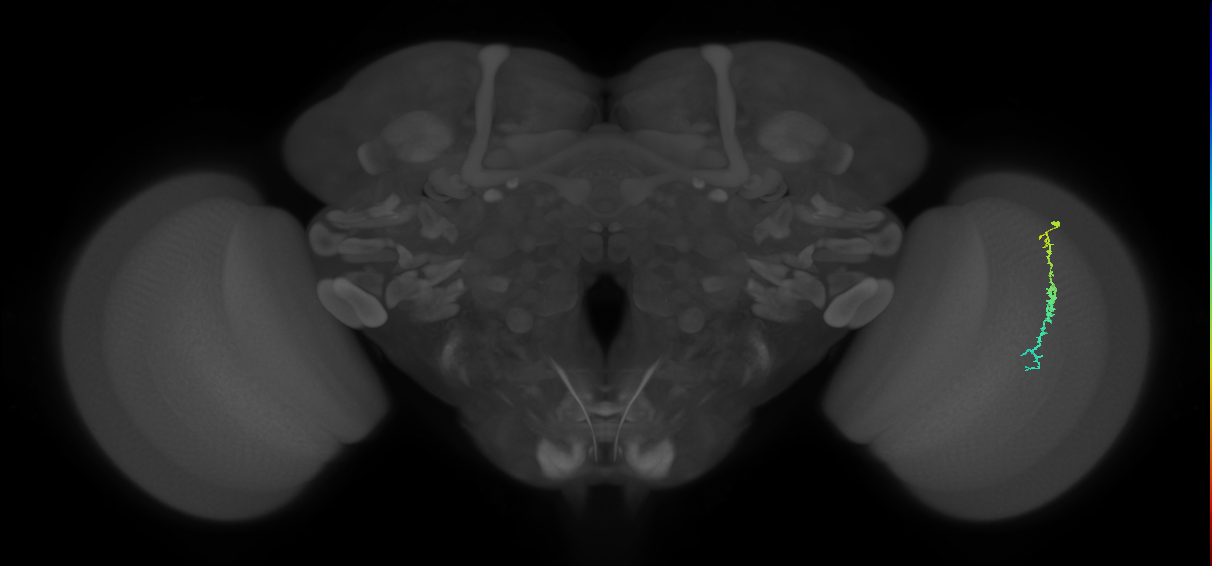 Dm3c_R (JRC_OpticLobe:134597)