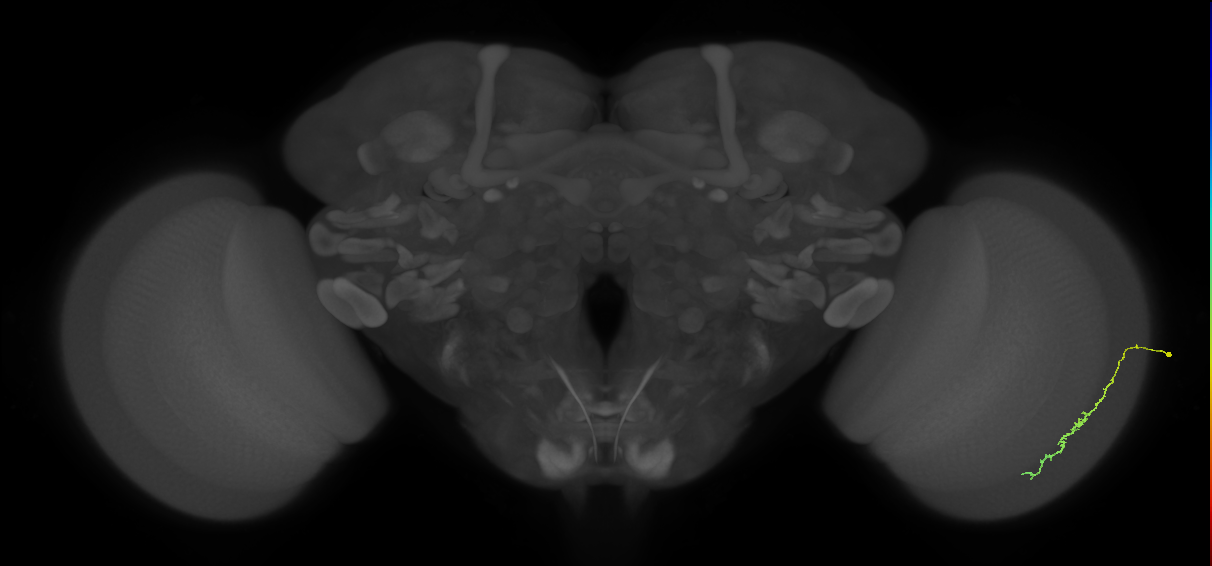 Dm3c_R (JRC_OpticLobe:164968)