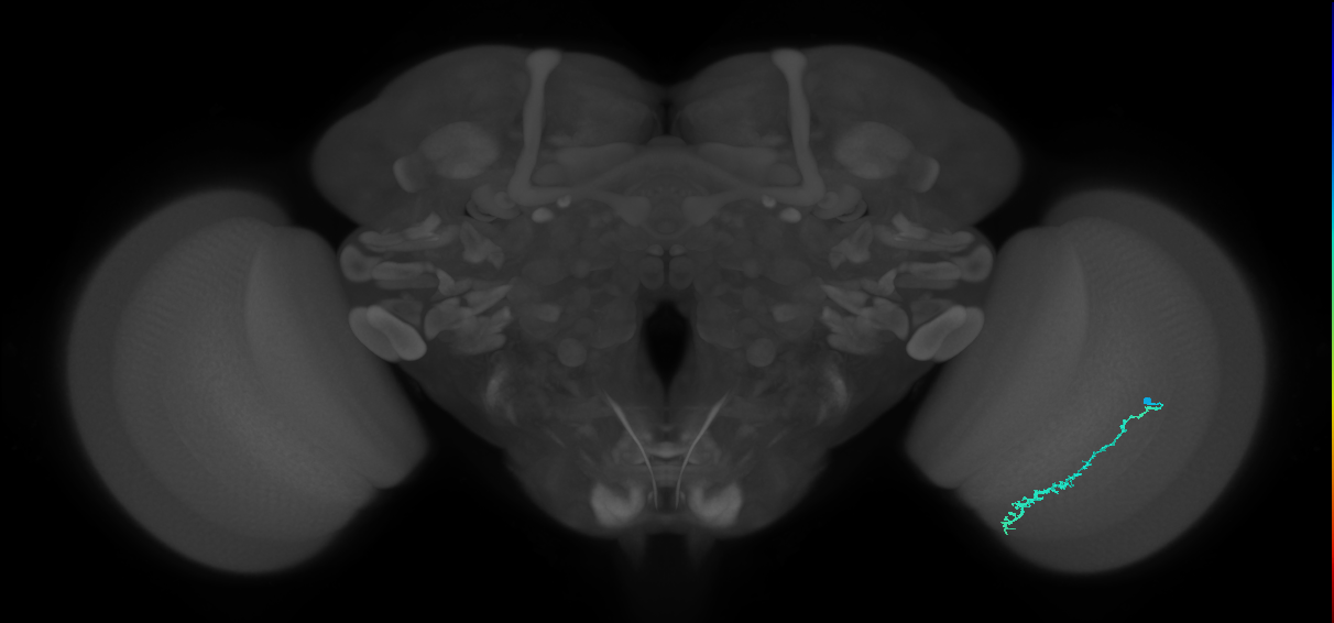 Dm3c_R (JRC_OpticLobe:121298)