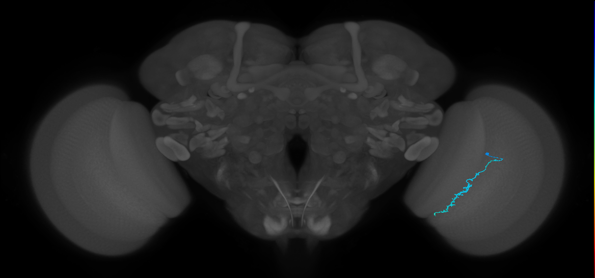 Dm3c_R (JRC_OpticLobe:557230)