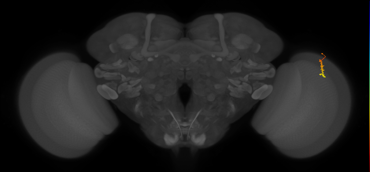 Dm3c_R (JRC_OpticLobe:148257)