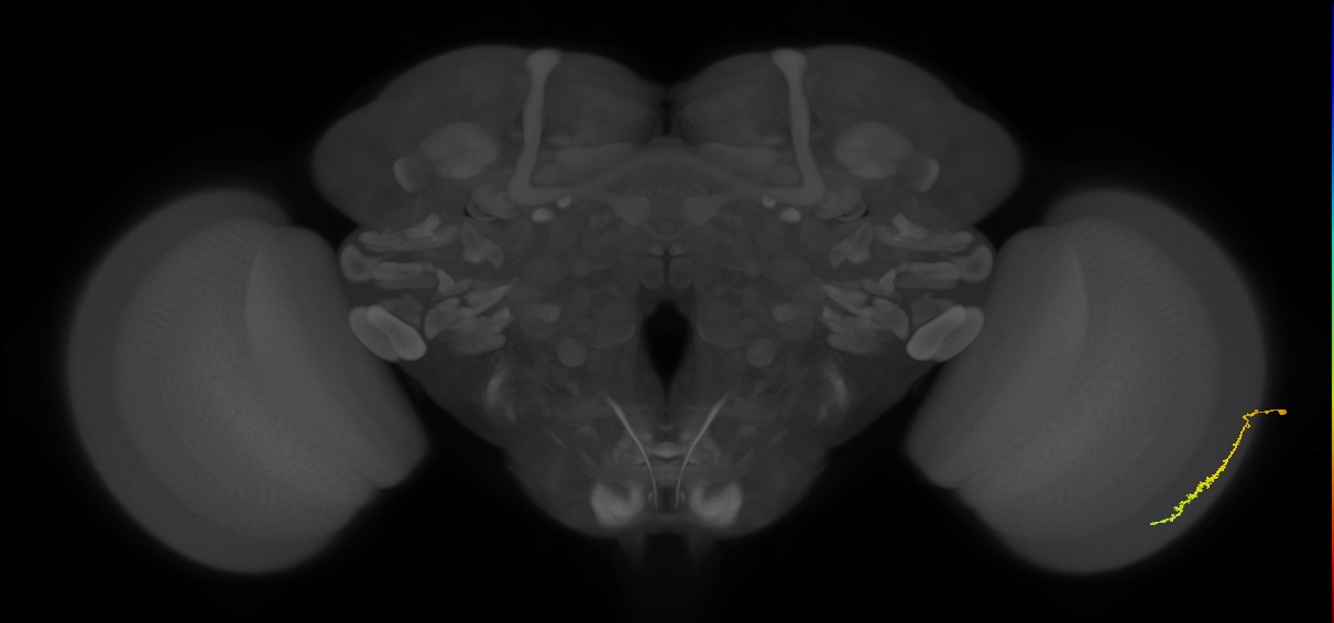 Dm3c_R (JRC_OpticLobe:109124)
