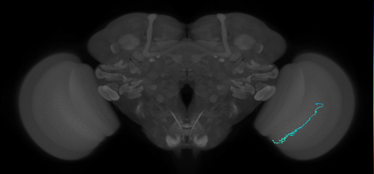 Dm3c_R (JRC_OpticLobe:130840)