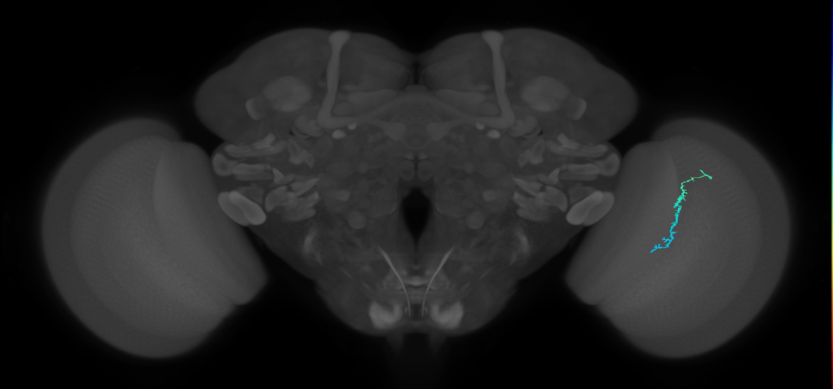 Dm3c_R (JRC_OpticLobe:190449)