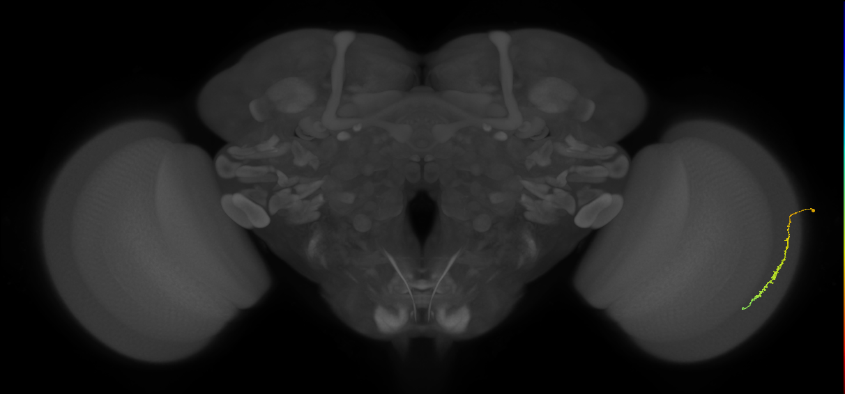 Dm3c_R (JRC_OpticLobe:164509)