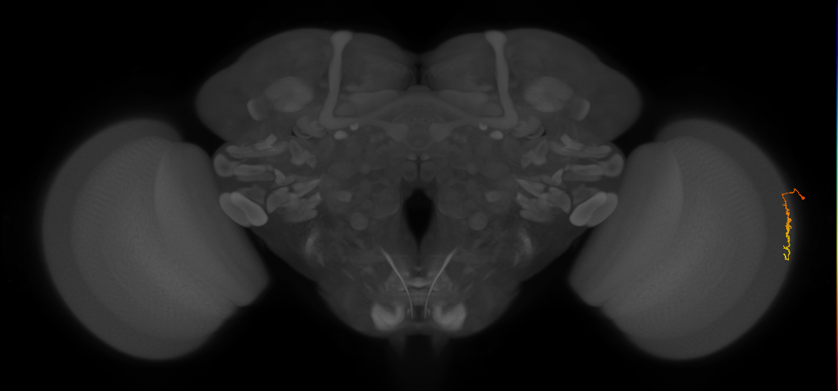 Dm3c_R (JRC_OpticLobe:139446)