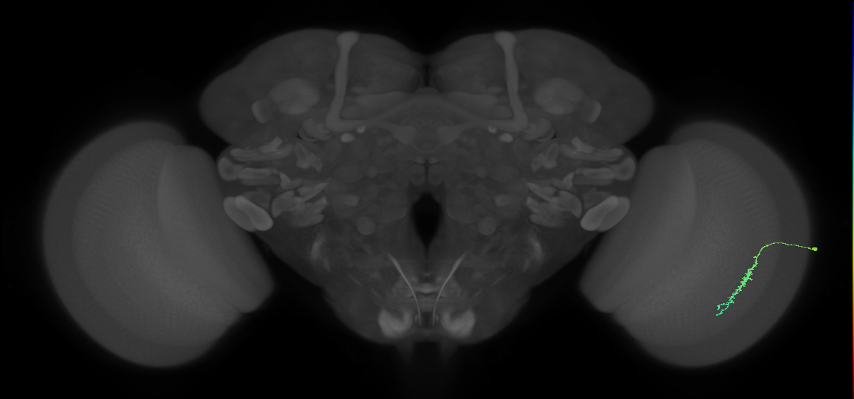 Dm3c_R (JRC_OpticLobe:176641)