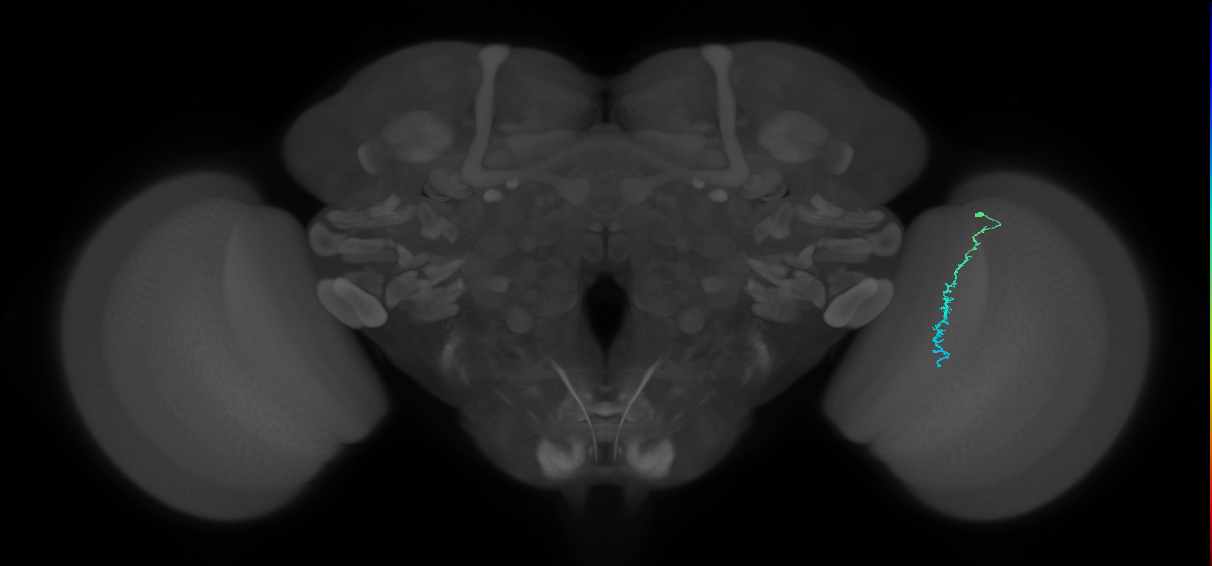 Dm3c_R (JRC_OpticLobe:161511)