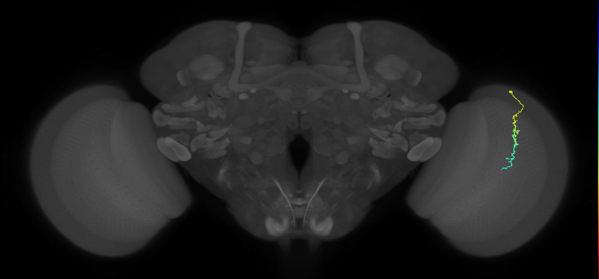 Dm3c_R (JRC_OpticLobe:127658)