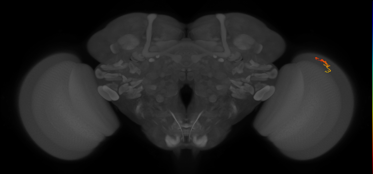 Dm3c_R (JRC_OpticLobe:211616)