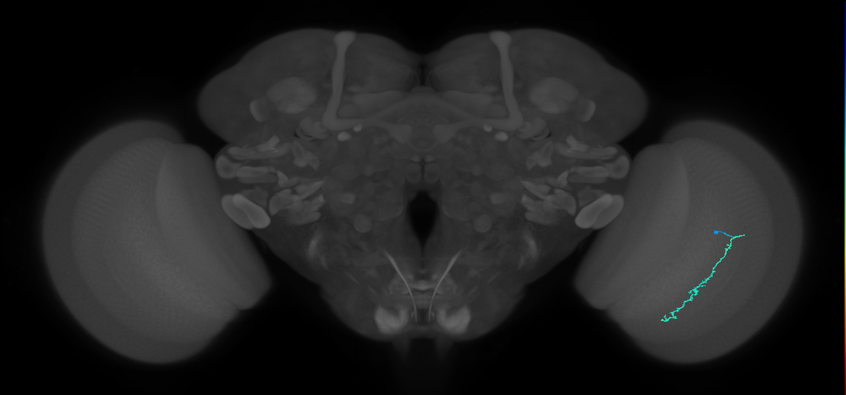 Dm3c_R (JRC_OpticLobe:541399)