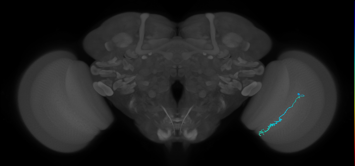 Dm3c_R (JRC_OpticLobe:147813)