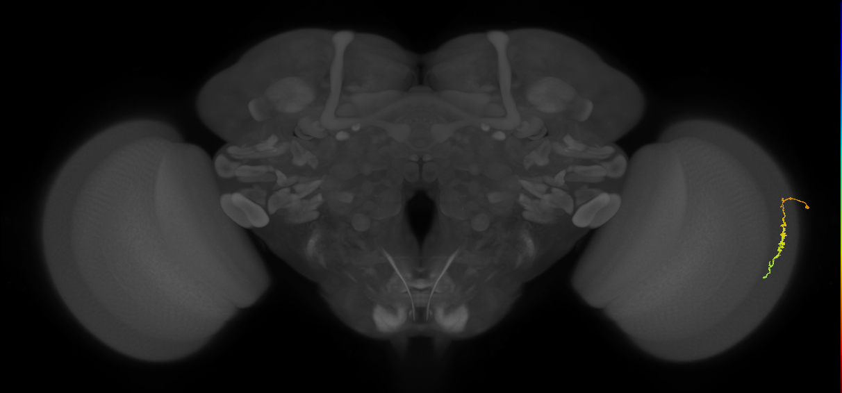 Dm3c_R (JRC_OpticLobe:158409)