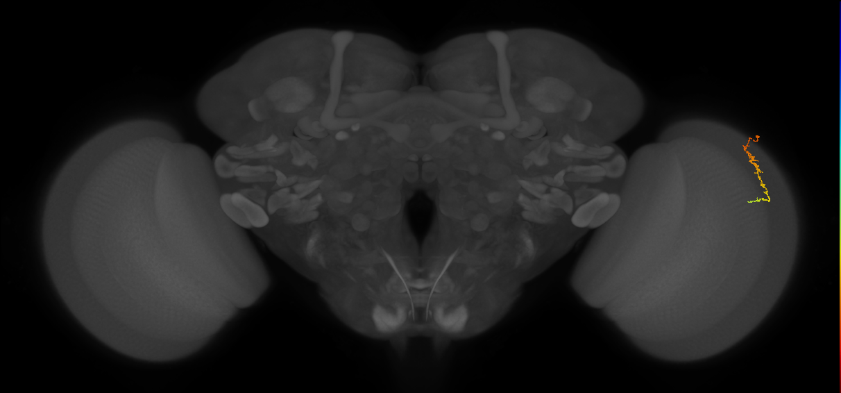 Dm3c_R (JRC_OpticLobe:103498)